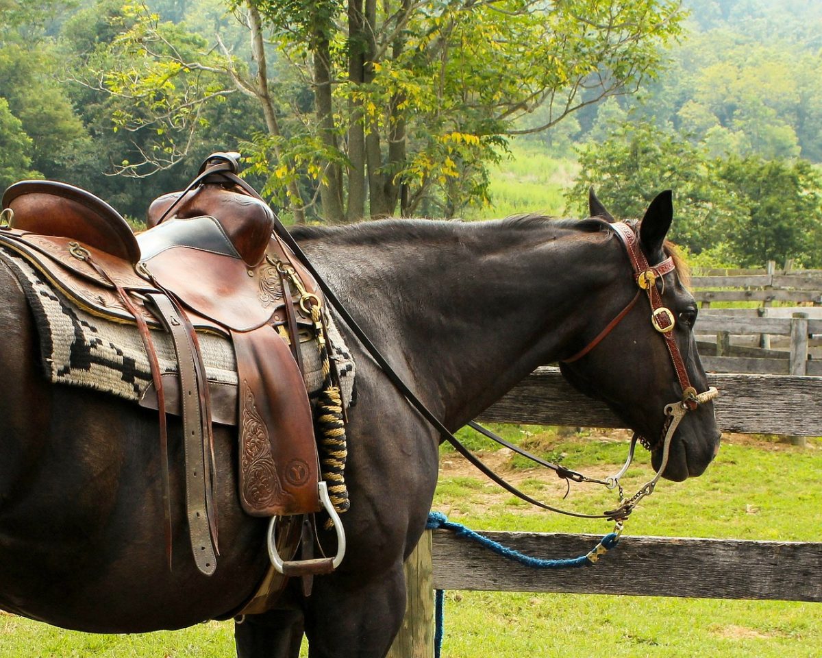 Saddle and stirrup are the best combination