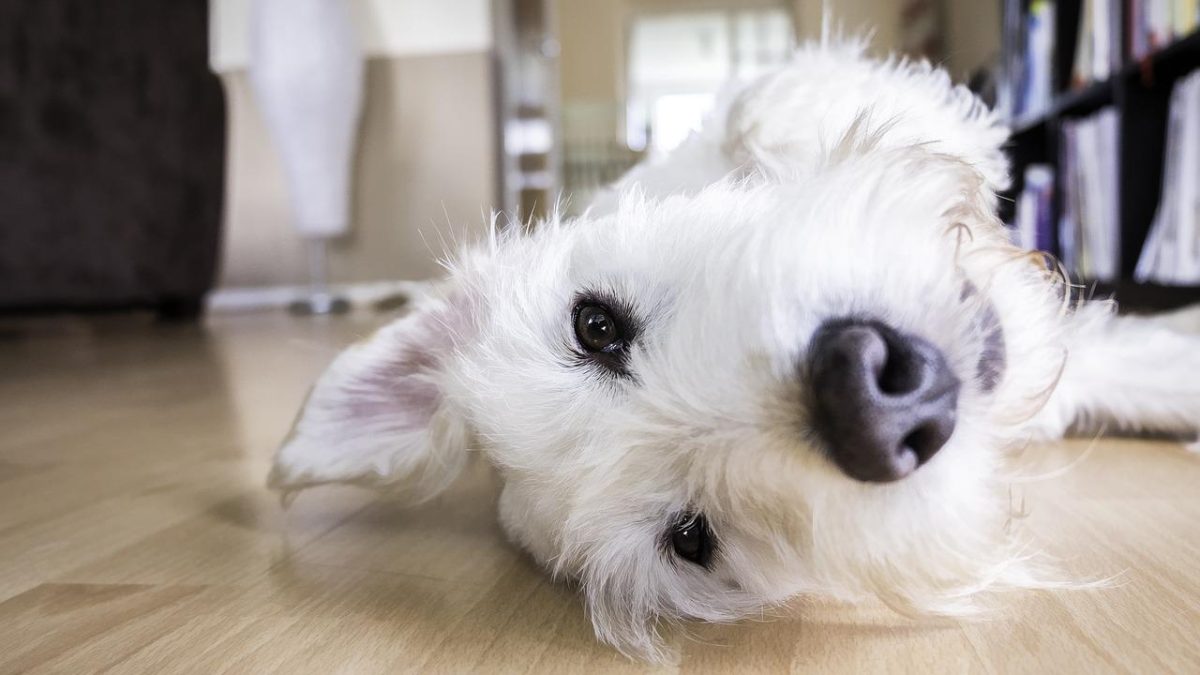 Best Dust Mop For Pet Hair