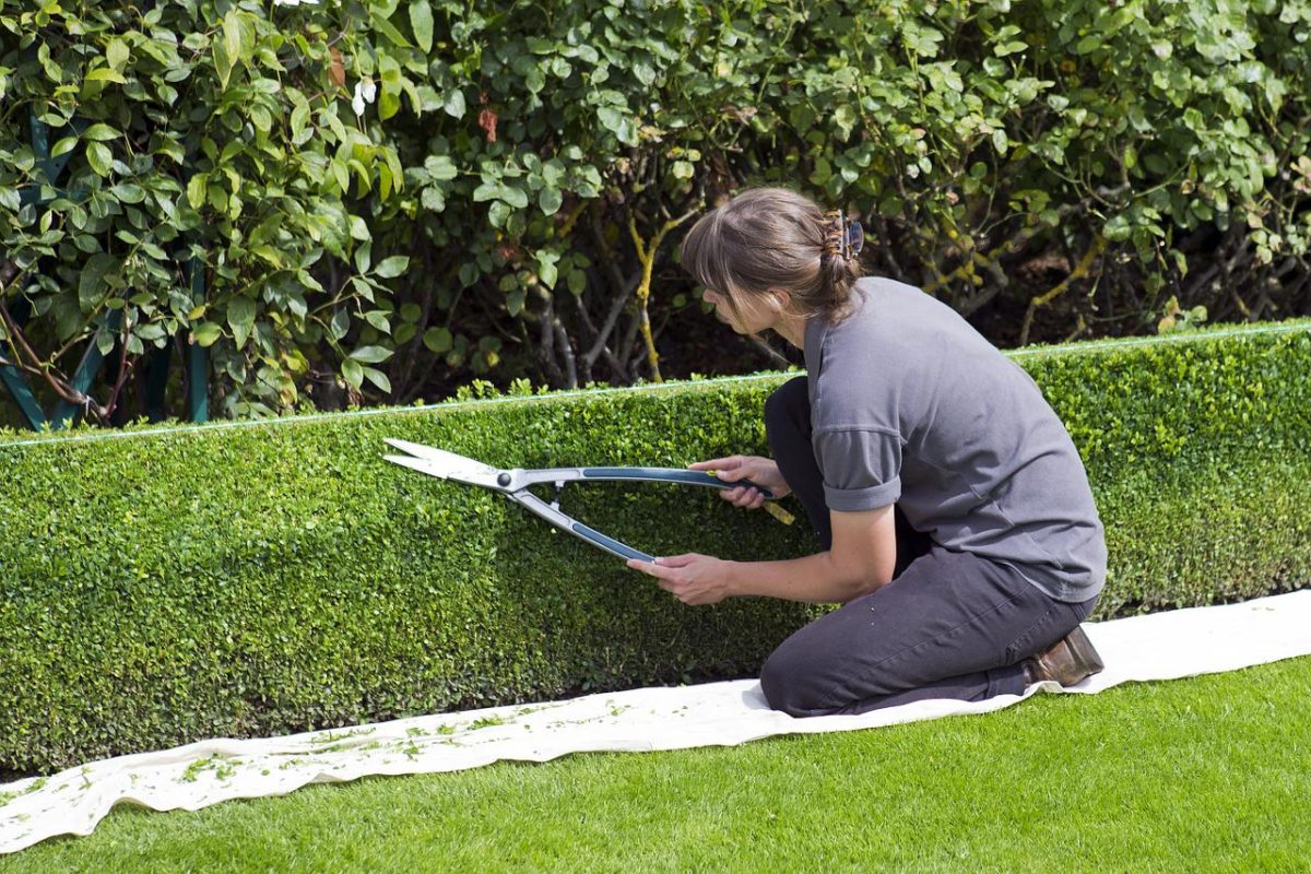 Photo of How To Sharpen Garden Shears in the UK?