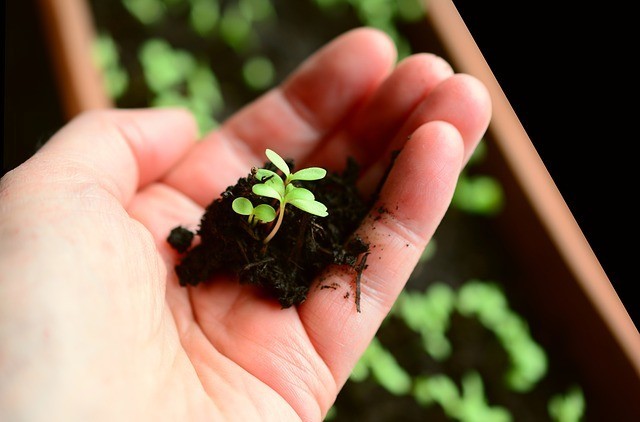 Planting seedlings