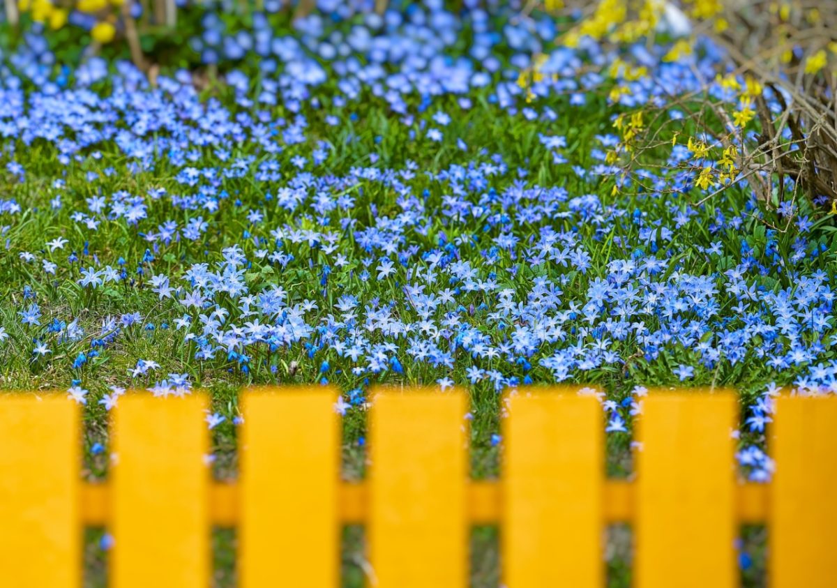 How High Can Garden Fence be in the UK