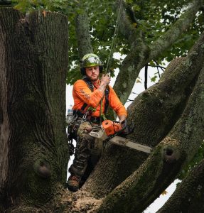 arborist inspecting the tree