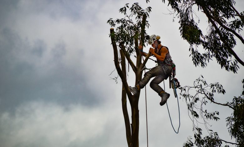 arborist on the tree