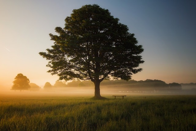 great tree in fog