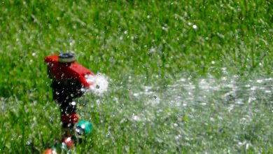 Photo of What is Important to Know about Lawn Watering?