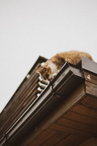 cat on the metal gutter