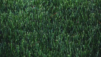 Photo of Subtleties of Choosing Artificial Grass on Your Site