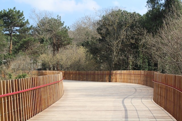 brown wooden fence near green trees