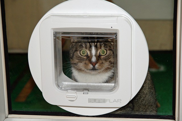 cat looking from flap