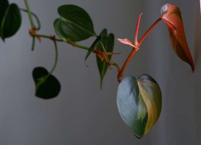 leaf of philodendron