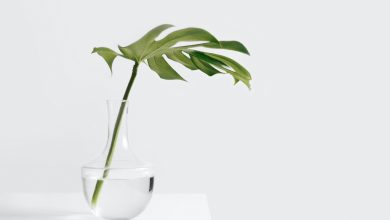 Photo of How to Care for Philodendron?