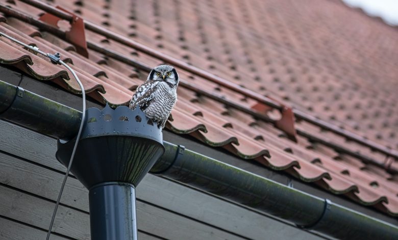 owl sitting on the gutter