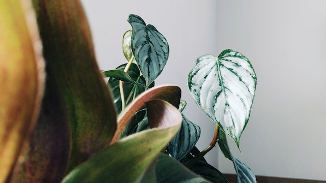 philodendron flower