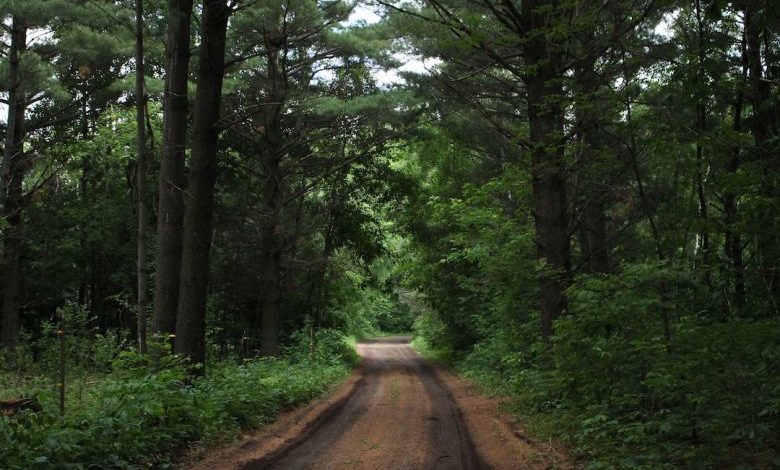 Track Saw Selection - brown road in middle of forest