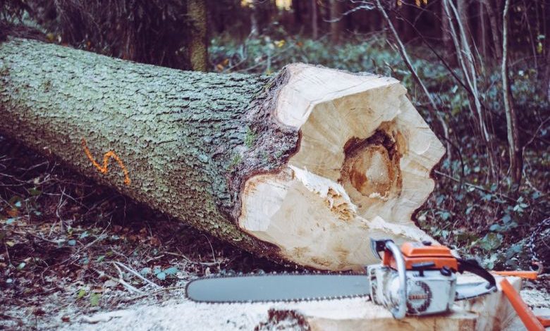 Chainsaw Comparison - chainsaw near tree log