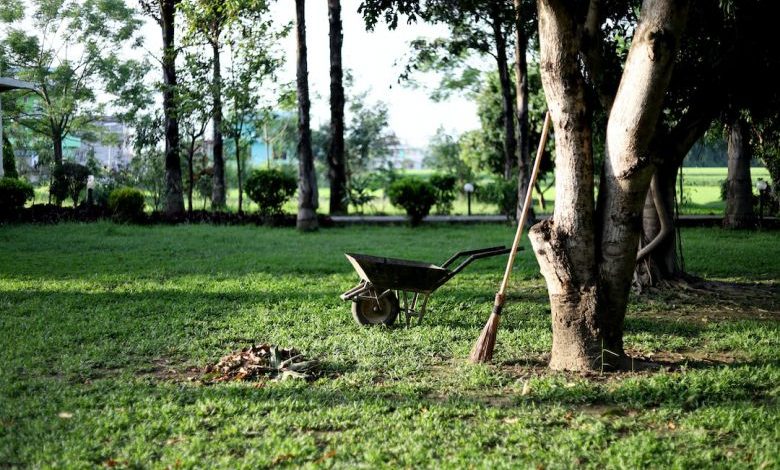 Wheelbarrow Guide - black wheelbarrow near tree during daytime