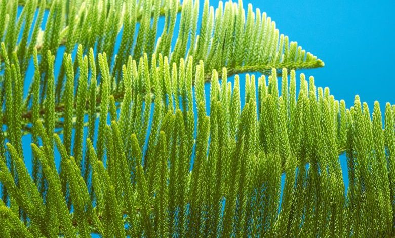 Garden Water Conservation - a close up of a tree branch with a blue sky in the background