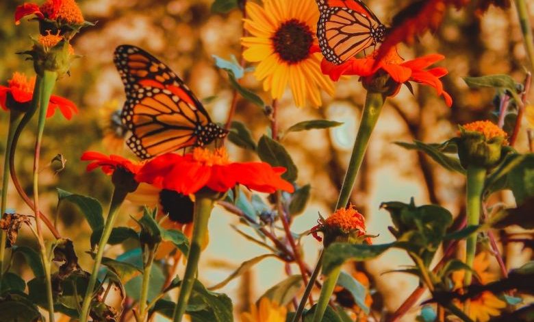 Butterfly Garden - monarch butterfly perched on flowers