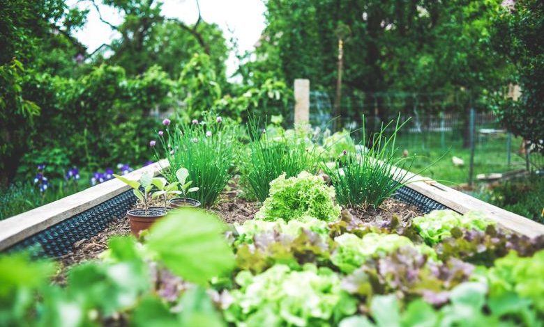 Small Garden - green plants on black metal train rail during daytime