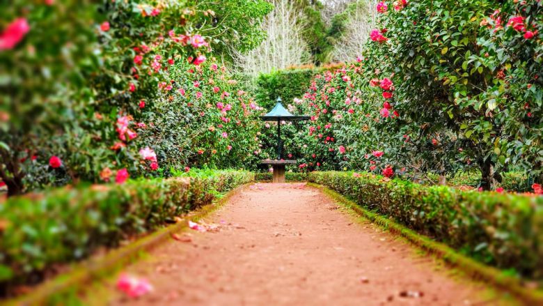 Garden - brown pathway between green plants