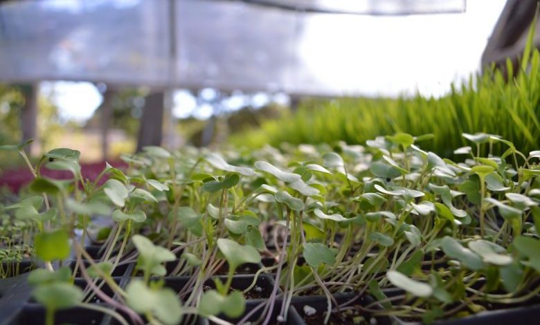 Grow Herbs - a bunch of plants that are in a pot