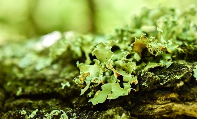 Mold Growth - a close up of some moss