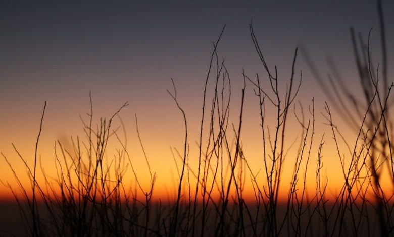 Prevent Weeds - brown twigs during daytime