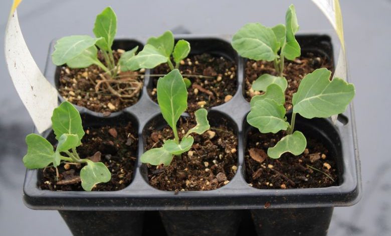 Diy Garden - green plant on black plastic pot