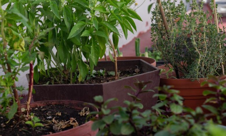 Home Composting - a group of plants in pots
