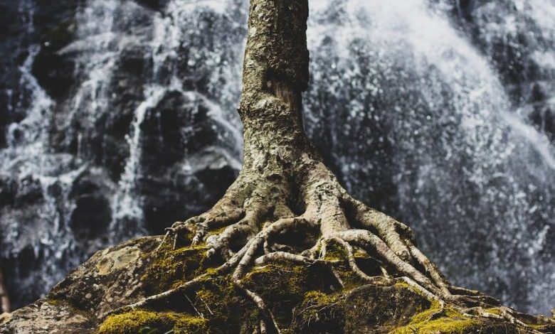 Strong Patio - tree roots on rock formation