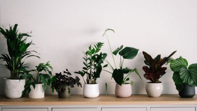 Photo of How to Care for Indoor Plants?