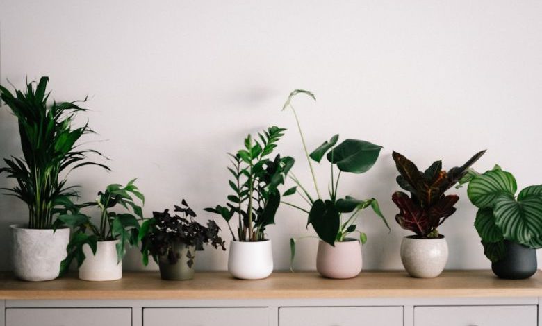 Indoor Plants - green plant on white ceramic pot