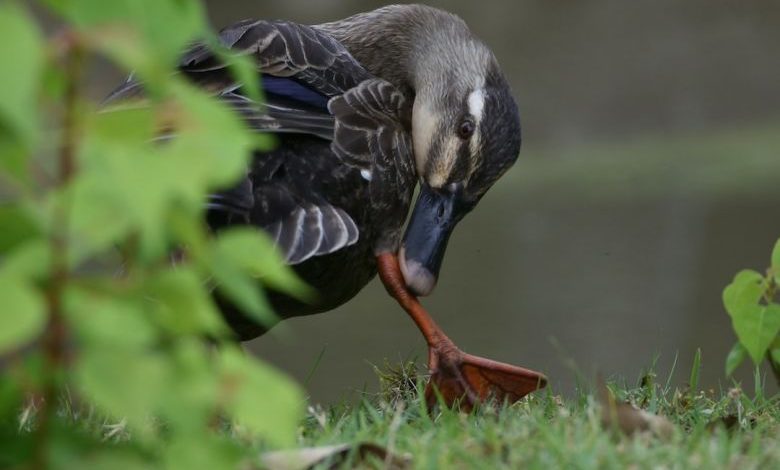Lawn Grass - black and gray duck on green grass