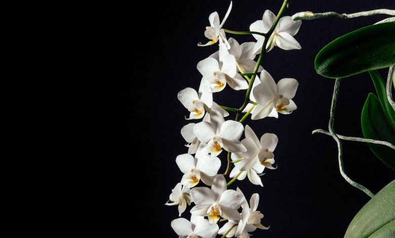Grow Orchids - tilt-shift lens photography of white flowers