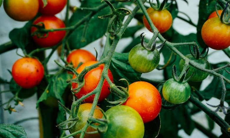 Grow Vegetables - tomatoes hanging on tomato plant