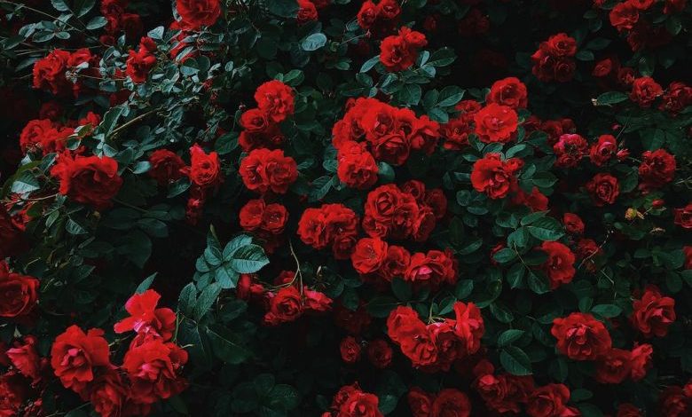 Rose Garden - bed of red roses in bloom