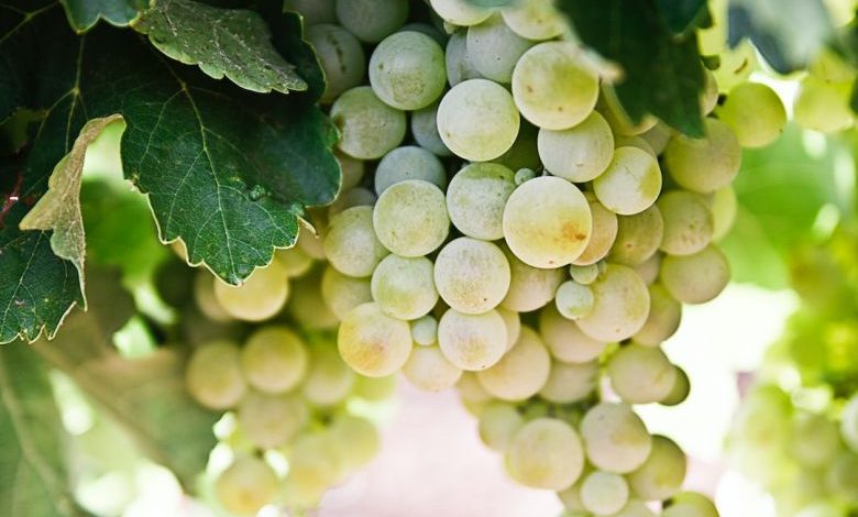 Plant Fruit Tree - selective-focus photography of green grapes