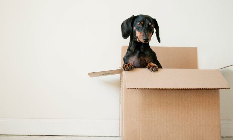 Tool Box Types - black and brown Dachshund standing in box