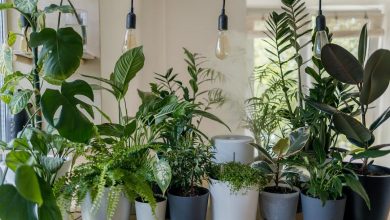 Photo of What Are the Best Plants for an Indoor Garden?