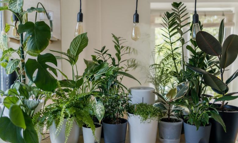 Indoor Garden - green plant in white ceramic pot