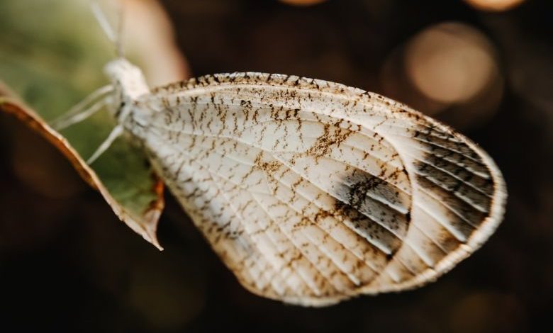 Garden Insects - a close up of a butterfly on a leaf