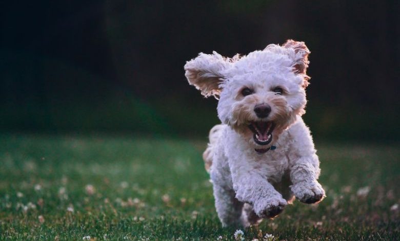 Dog-friendly Backyard - shallow focus photography of white shih tzu puppy running on the grass