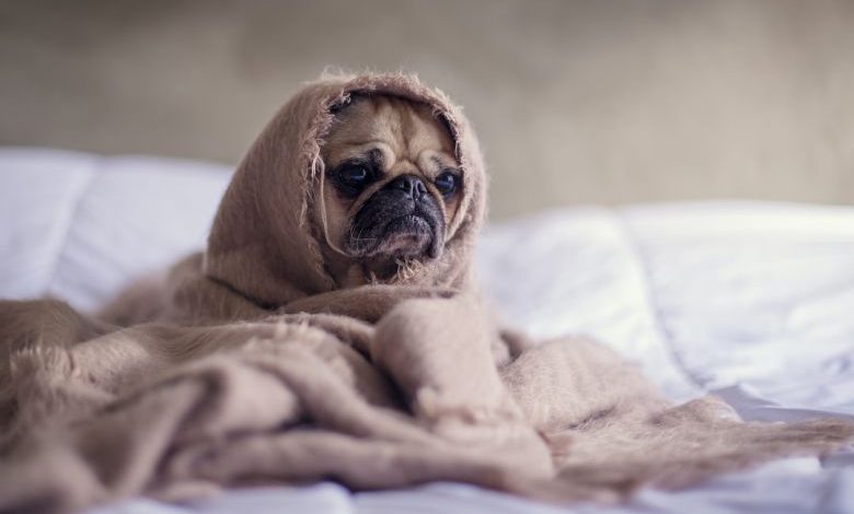 Pet-friendly Home - pug covered with blanket on bedspread