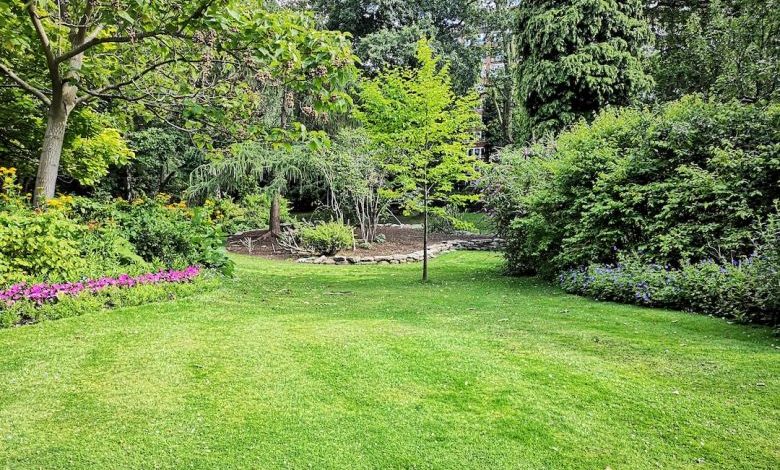 Backyard - green grass field with trees