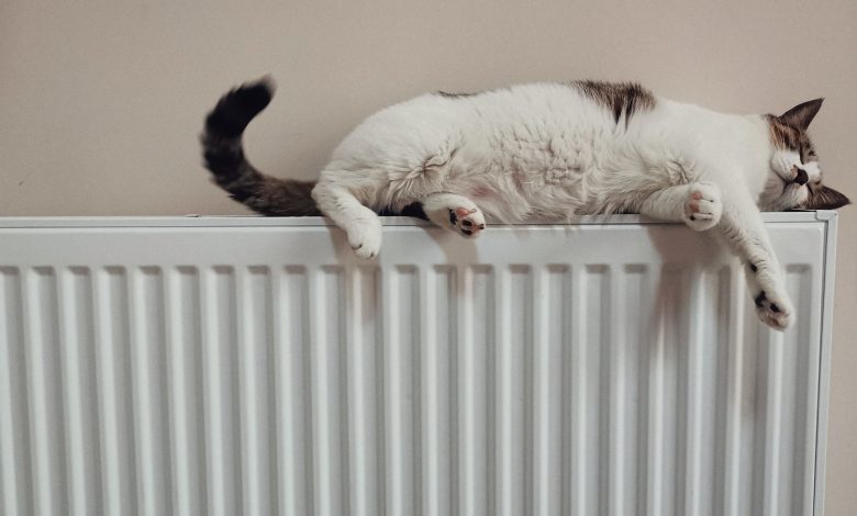 cat sleeping on the radiator