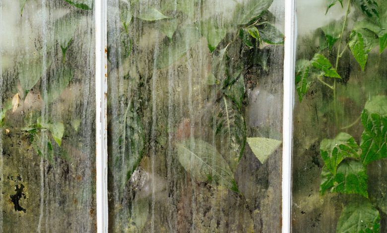 condensation on window and green leaves