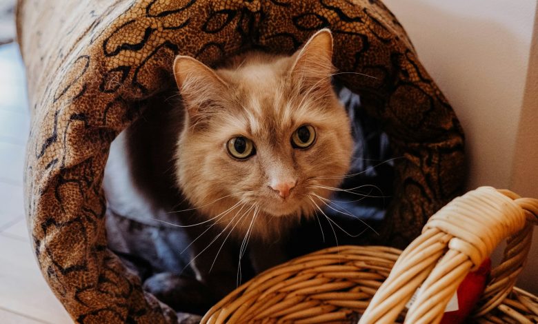 cat inside cat furniture