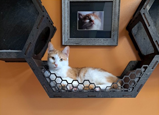 cat shelf