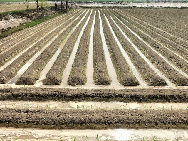 rows-of-sprouting-plants-in-a-field